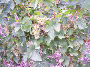 M&uuml;ller-Thurgau Trauben am Rewbstock